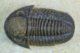 Gerastos Trilobite Fossil - Foum Zguid, Morocco #125189-2